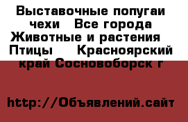 Выставочные попугаи чехи - Все города Животные и растения » Птицы   . Красноярский край,Сосновоборск г.